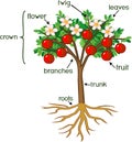Morphology of apple tree with root system, flowers, fruits and titles Royalty Free Stock Photo